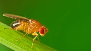 Geneticists Develop Fruit Flies That Can Count